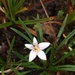 Lysipomia laciniata linearifolia - Photo (c) Vale Vargas, כל הזכויות שמורות, הועלה על ידי Vale Vargas