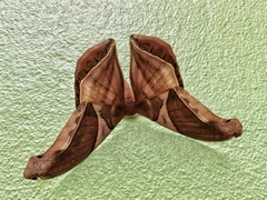Rhescyntis hippodamia image