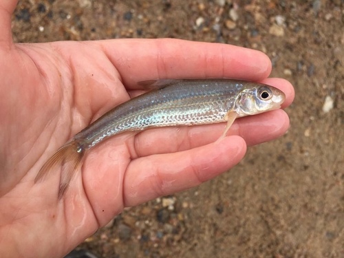 Silver Chub
