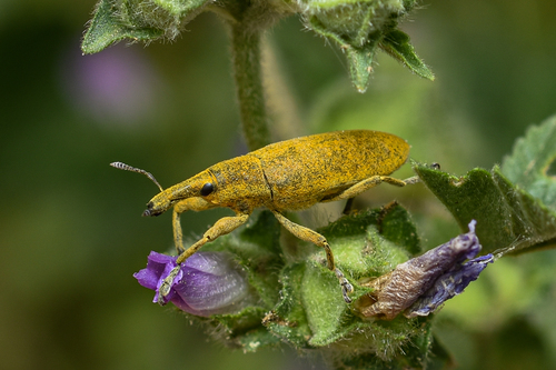 Elongated Bean Weevil