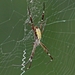 Radon Saint Andrew's Cross Spider - Photo (c) surfap, all rights reserved, uploaded by surfap