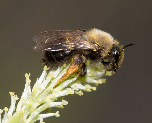 Clark's Mining Bee