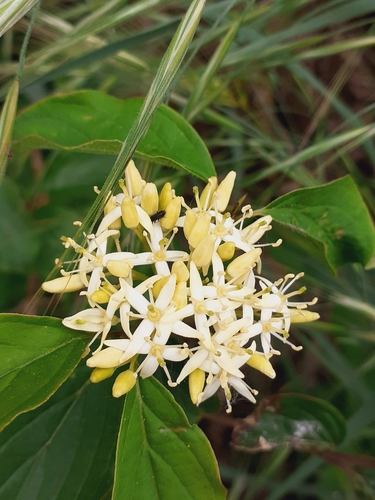 common dogwood