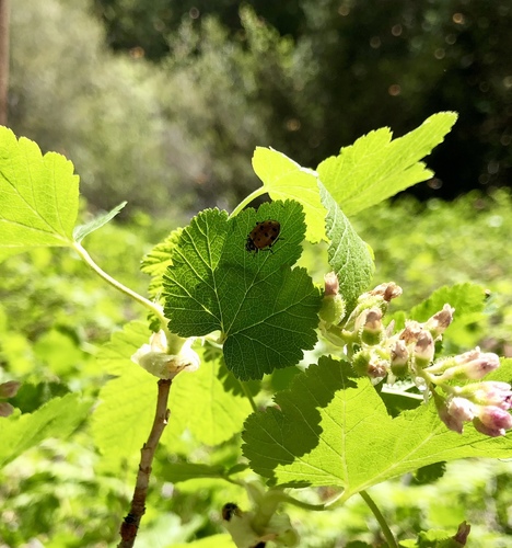 iNaturalist observation photo of Convergent Lady Beetle