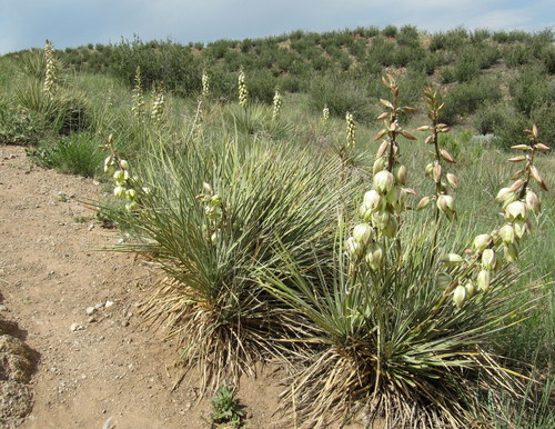Great Plains yucca