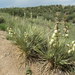 Yucca glauca - Photo (c) Richard S. "Joe" Pinner, כל הזכויות שמורות