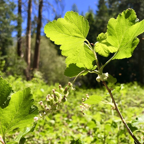 iNaturalist observation photo of mountain pink currant