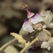Tarasa operculata - Photo (c) Ruth Ripley, todos los derechos reservados, subido por Ruth Ripley