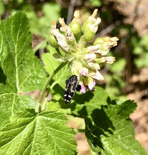iNaturalist observation photo of Yellow-marked Buprestid Beetles