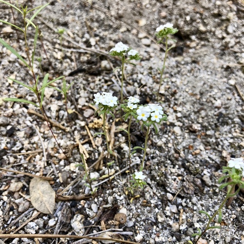 iNaturalist observation photo of Cynoglosseae