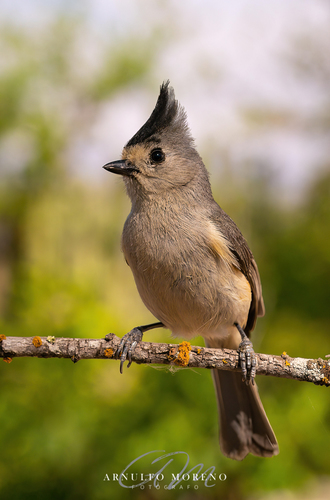 Black-crested Titmouse