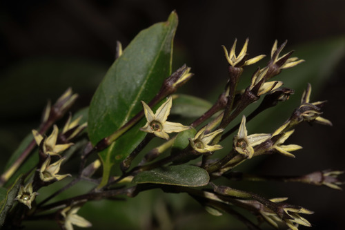 Cestrum auriculatum