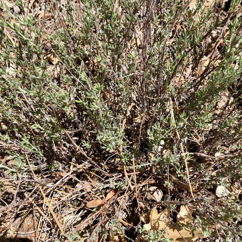 iNaturalist observation photo of California Buckwheat