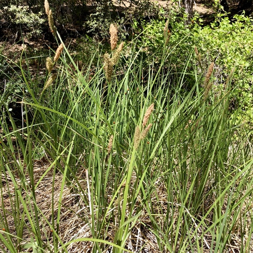 iNaturalist observation photo of Schott's sedge