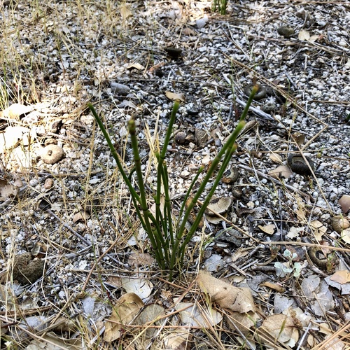 iNaturalist observation photo of horsetails