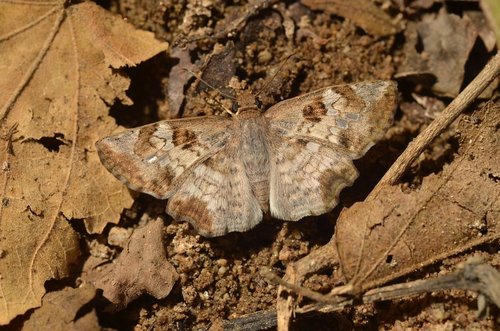 Common Spurwing