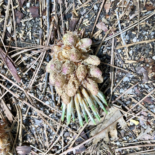 iNaturalist observation photo of Jeffrey pine
