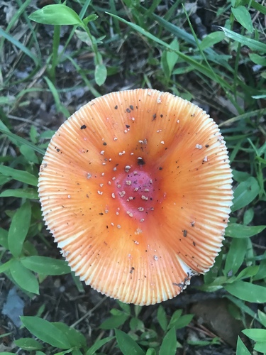 False Caesar's Mushroom