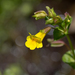Geyer's Yellow Monkeyflower - Photo (c) Anne, all rights reserved