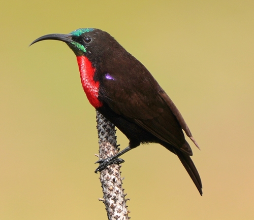 Scarlet-chested Sunbird