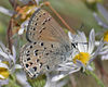 Behr's Hairstreak - Photo (c) Paul Prappas, all rights reserved