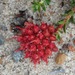 Darwinia sanguinea - Photo (c) lync, todos los derechos reservados