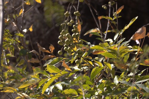 Sapindus saponaria - Whole tree