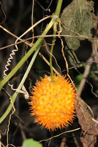 Momordica foetida