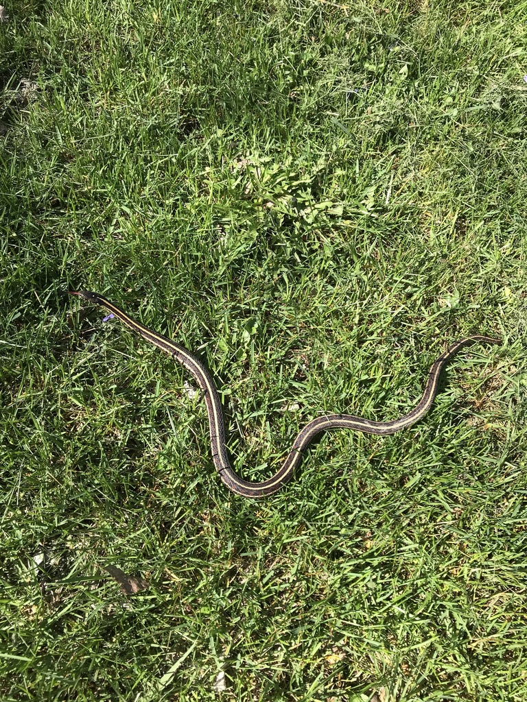 Plains Garter Snake in May 2022 by Patrick Daniels · iNaturalist