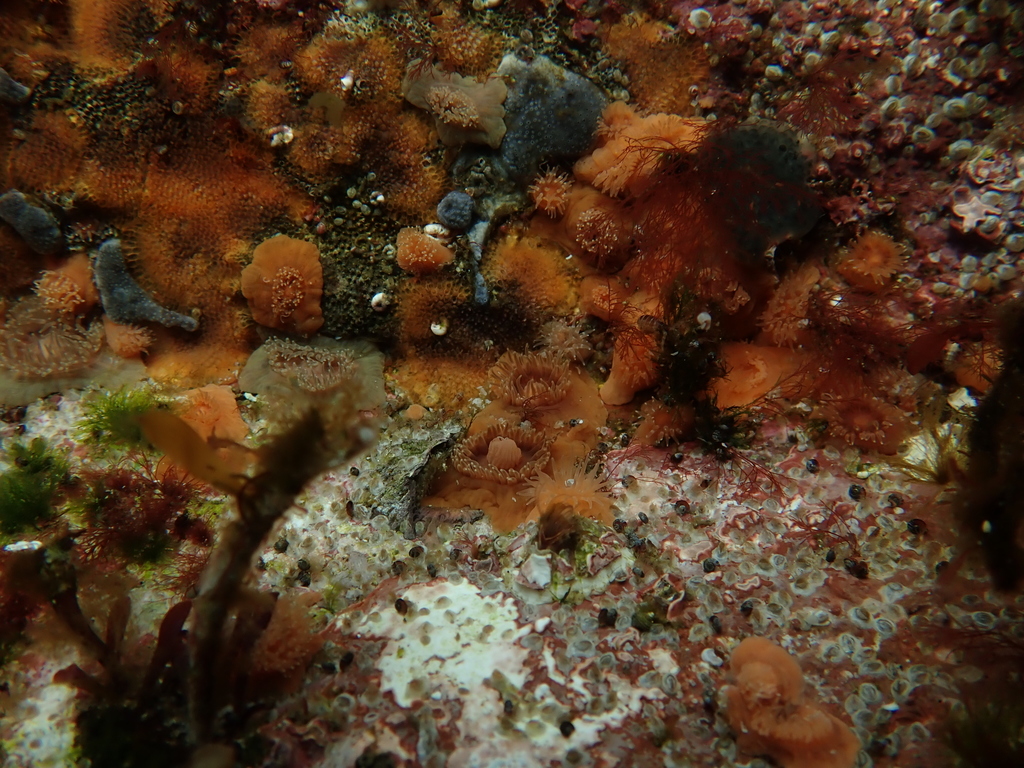 Plumose Anemone