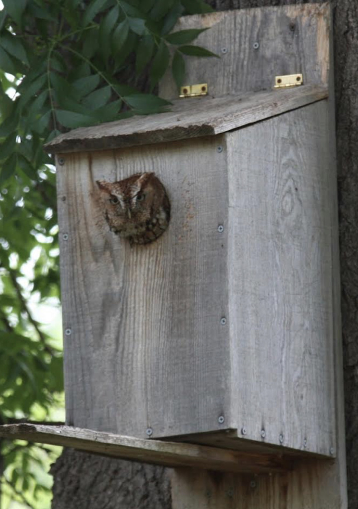 Eastern Screech-owl From Norbuck Park, Dallas, Tx, Us On May 7, 2022 At 