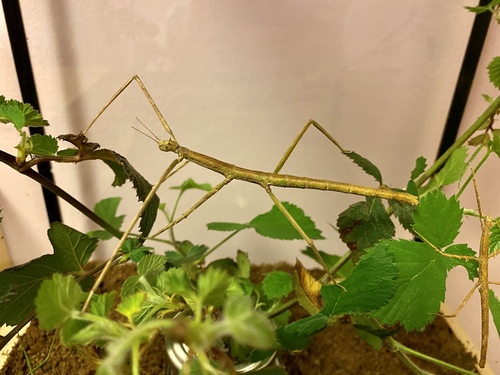 Medauroidea