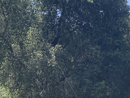 iNaturalist observation photo of Western Bluebird