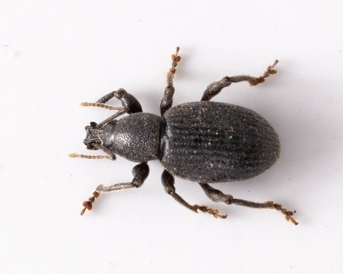 Otiorhynchus meridionalis Gyllenhal, 1834