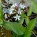 Menyanthes trifoliata - Photo (c) Anne Bekker, todos los derechos reservados, subido por Anne Bekker