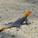 Peters's Rock Agama - Photo (c) Kyran Leeker, all rights reserved, uploaded by Kyran Leeker