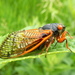 Cassin's 17-year Cicada - Photo (c) Michael Tobler, all rights reserved, uploaded by Michael Tobler