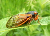 Cassin's 17-year Cicada - Photo (c) Michael Tobler, all rights reserved, uploaded by Michael Tobler
