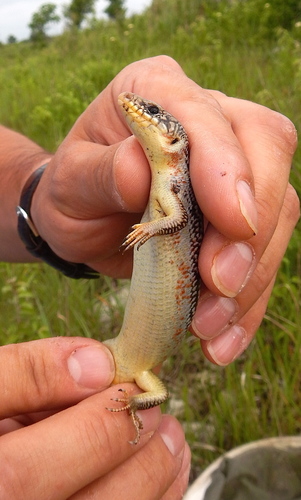 Great Plains Skink