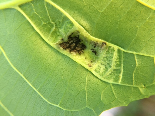Walnut Blister Mite