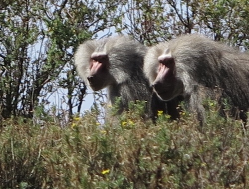 Hamadryas Baboon