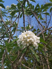 Plumeria pudica image