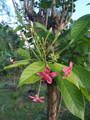 Combretum indicum image