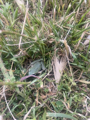 iNaturalist observation photo of Pacific chorus frog