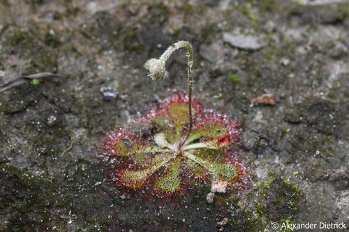 Drosera pilosa