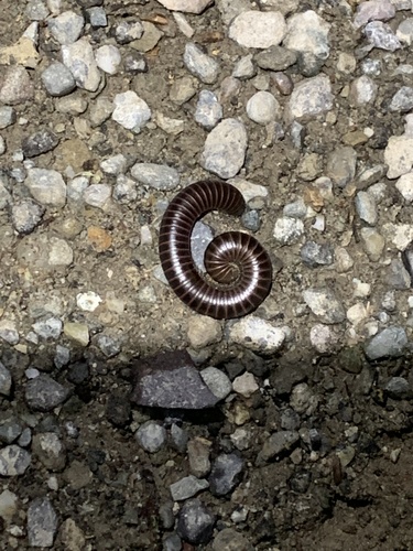 iNaturalist observation photo of Black Round Millipede