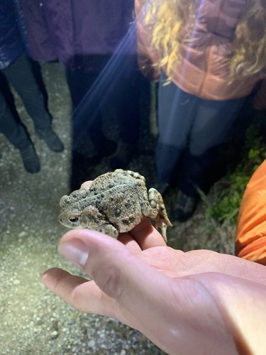 iNaturalist observation photo of Western Toad