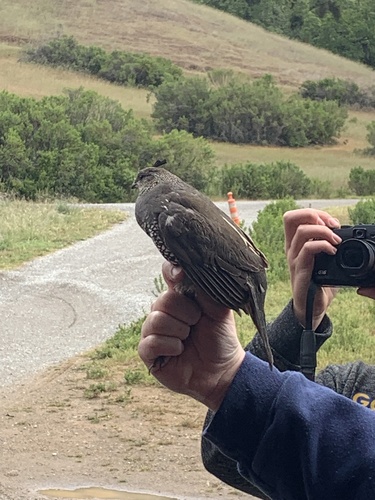 iNaturalist observation photo of California Quail