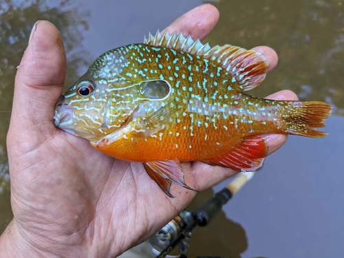 Gulf Longear Sunfish