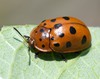 Argus Tortoise Beetle - Photo (c) Bufface, all rights reserved, uploaded by Bufface